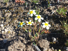 Zaluzianskya pusilla