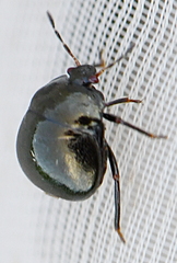 Coptosoma scutellatum