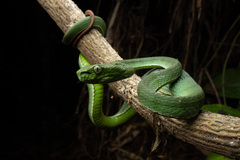 Trimeresurus sumatranus