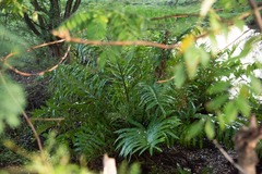 Acrostichum danaeifolium