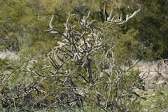 Cylindropuntia acanthocarpa