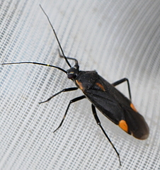 Capsodes flavomarginatus