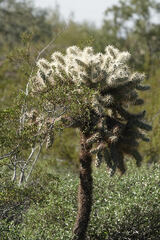 Cylindropuntia fulgida