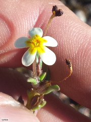 Zaluzianskya pusilla