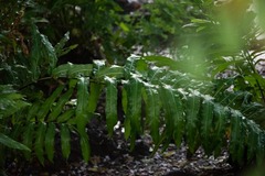 Acrostichum danaeifolium