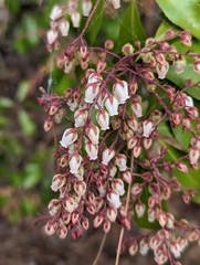 Pieris japonica