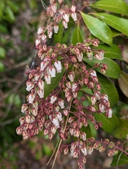 Pieris japonica
