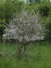 Yponomeuta cagnagella