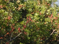 Arbutus unedo