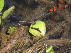 Pseudagrion massaicum