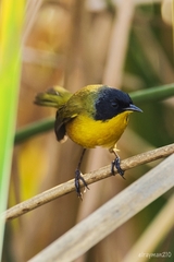 Black-Polled Yellowthroat photo 4