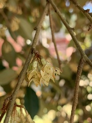 Elaeagnus glabra