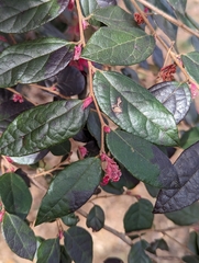 Loropetalum chinense