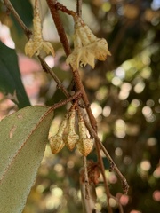 Elaeagnus glabra
