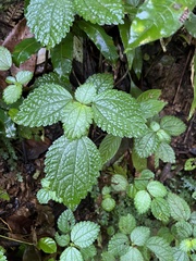 Pilea nummulariifolia
