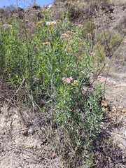 Tessaria absinthioides