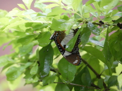 Hypolimnas misippus