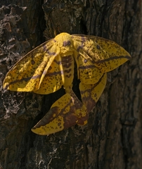 Eacles imperialis magnifica