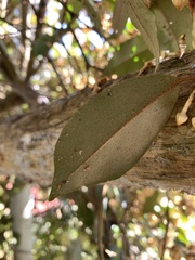 Elaeagnus glabra