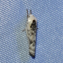 Antaeotricha