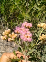 Tessaria absinthioides