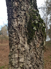 Quercus suber