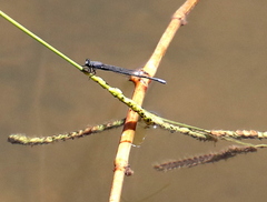 Pseudagrion draconis