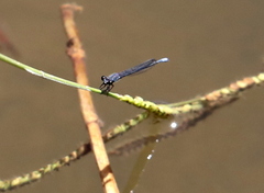 Pseudagrion draconis