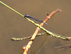 Pseudagrion draconis
