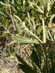 Tessaria absinthioides