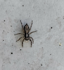 Menemerus bivittatus