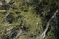 Parkinsonia microphylla
