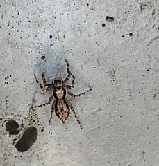 Menemerus bivittatus