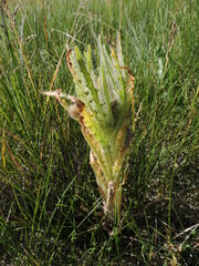Cirsium foliosum