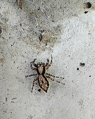 Menemerus bivittatus