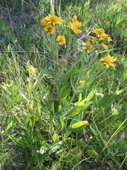 Arnica chamissonis