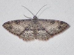 Cyclophora