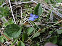 Viola nephrophylla