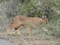 Caracal caracal caracal