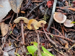 Pseudobaeospora