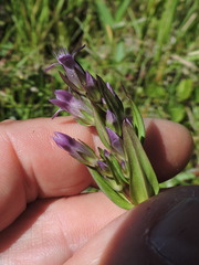 Gentianella amarella acuta