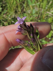 Gentianella amarella acuta