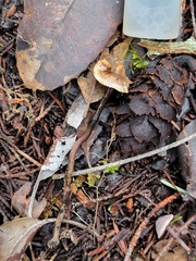 Pseudobaeospora