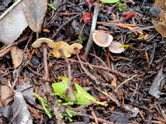 Pseudobaeospora