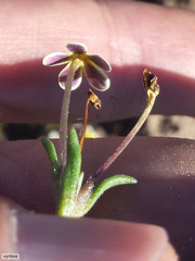 Zaluzianskya pusilla