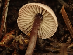 Pseudobaeospora