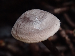 Pseudobaeospora