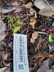 Pseudobaeospora