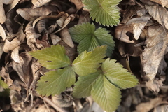 Fragaria