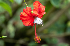 Colotini